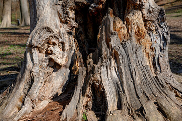 tree trunk. hollow