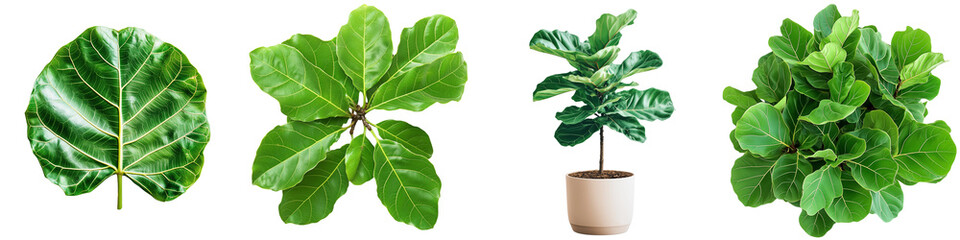 Set of a fiddle-leaf fig plant, isolated on a transparent background.