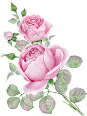 Flower bouquet of pink roses