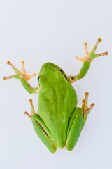 une grenouille sur fond blanc