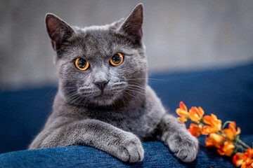 Blue cat with orange eyes