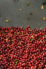 close up of fresh coffee beans for background                 