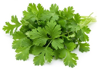 Fototapeta premium Fresh green cilantro leaves bundle isolated on white background for culinary and cooking purposes