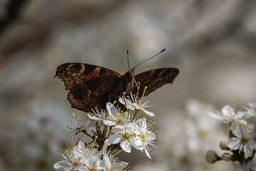 A close up of the underside of a peacock butterfly perched on a blackthorn shrub in bloom, with a shallow depth of field