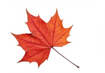 Obraz premium Vibrant orange maple leaf with intricate veins on plain white background symbolizes autumn season