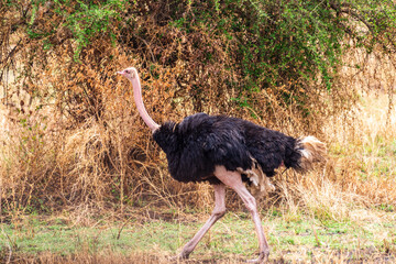 Telephoto of a Male Somali Ostriche - Struthio molybdophanes- in the Serengeti, Tanzania