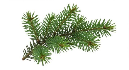 Evergreen spruce tree branch on a white background displaying pointed green needle leaves