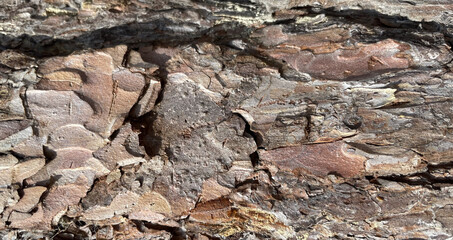 Old rough bark of a greenish pine tree