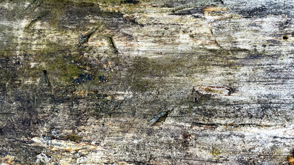Old tree bark texture background close up