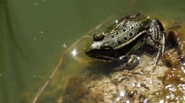Frog in the shallows jumps tot he water.