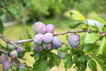 Cluster of Ripe Plums on a Tree Branch in a Summer Orchard