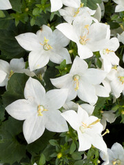 Close-up of blooming white balloon flowers (Platycodon grandiflorus) with star-shaped petals and lush green leaves in a garden setting.