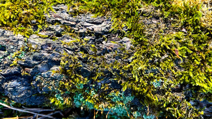 Close up of the roots of an old and large fir tree covered with green moss