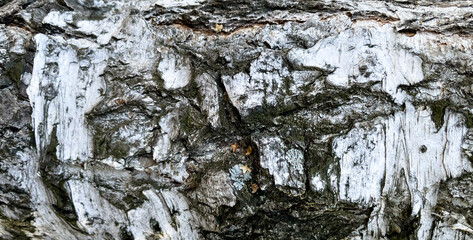 The birch bark texture or background. Macro shot is made by means of stacking technology trunk. Texture made of birch tree bark. Beautiful birch trunk background. Conceptual image. Peaceful nature.