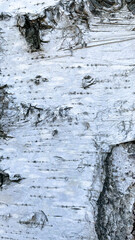 The birch bark texture or background. Macro shot is made by means of stacking technology trunk. Texture made of birch tree bark. Beautiful birch trunk background. Conceptual image. Peaceful nature.