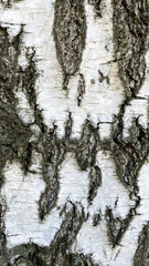 Obraz premium The birch bark texture or background. Macro shot is made by means of stacking technology trunk. Texture made of birch tree bark. Beautiful birch trunk background. Conceptual image. Peaceful nature.
