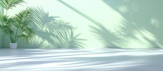 Plant shadow on pastel green wall, white floor, product display