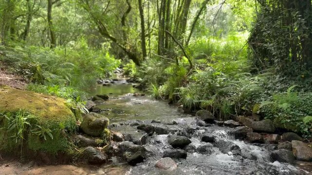 hiking in the forest past a waterfall in a dense forest