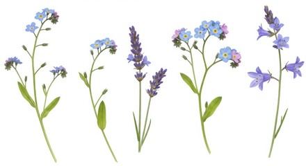 Naklejka premium Arrangement of delicate forget me nots lavender and bellflowers on a white background isolated scene