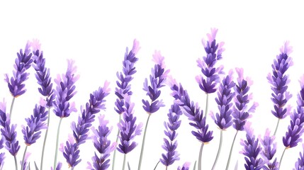 Naklejka premium Beautiful Lavender Flowers in Minimalist Style on White Background
