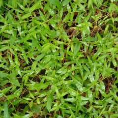 grass background