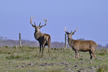 Two Red Stags stood in a field together looking back to the camera.