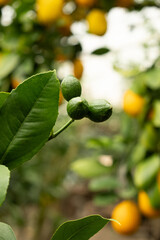 Fototapeta premium Green unripe lemons on a Meyer tree branch close-up.