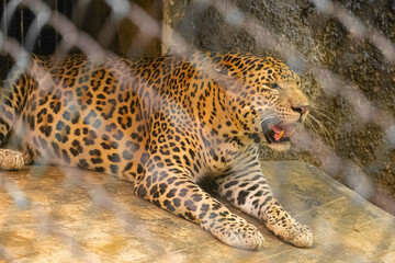 leopard or Panthera pardus at Arignar Anna Zoological Park also known as the Vandalur Zoo, a zoological garden located in Vandalur, Chennai. It is affiliated with the Central Zoo Authority of India. 