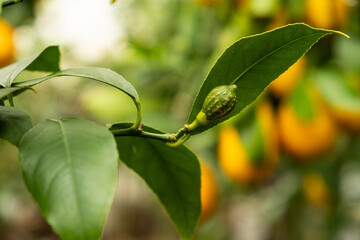 Fototapeta premium Green unripe lemon on a tree branch close-up.