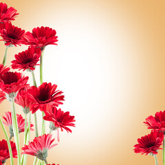 beautiful red Gerberas for St. Valentine's Day
