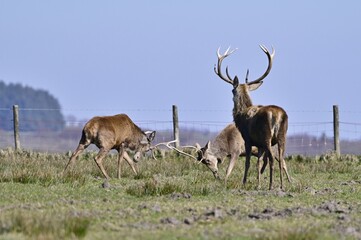 Fototapeta premium Two Red Stags locked horns fighting, with one other looking on.