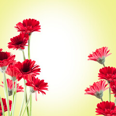 beautiful red Gerberas for St. Valentine's Day