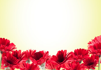beautiful red Gerberas for St. Valentine's Day