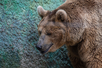 Naklejka premium Brown bear exploring rocky terrain in a serene natural habitat