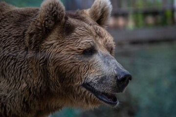 Fototapeta premium Brown bear in a natural habitat enjoying a quiet moment in the forest