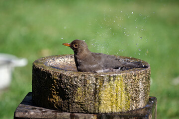 Fototapete bei efototapeten.de bestellen   