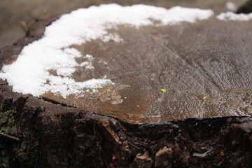 close up of mushroom