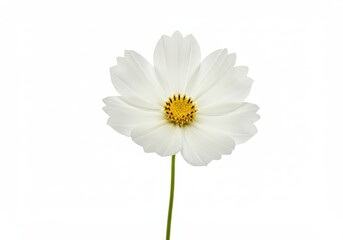 Fototapeta premium Closeup of a beautiful white cosmos flower with a yellow center on a plain white background scene