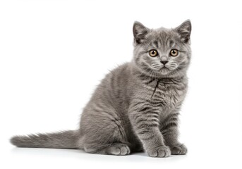 Gray kitten with striking orange eyes sitting on a white background looking curiously at camera