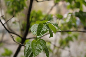 green leaves on a tree
