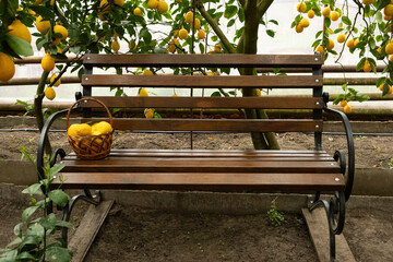 A cozy bench in a lemon garden, a basket of fresh ripe lemons.