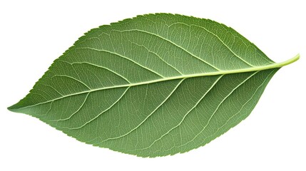 Obraz premium Green Leaf on White Background with Natural Textures and Details
