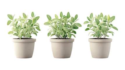 Obraz premium Pack of Sage Plant in Pot Set Against Transparent Background for Gardening or Culinary Projects