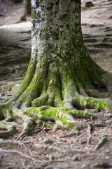 Tree Roots in Forest – Strength, Connection and Nature’s Foundation Concept