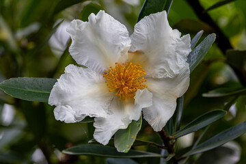 Striking Gordonia in full bloom at our garden. Gordonia is a genus of flowering plants in the...