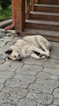 Street dog sleeping at the door 