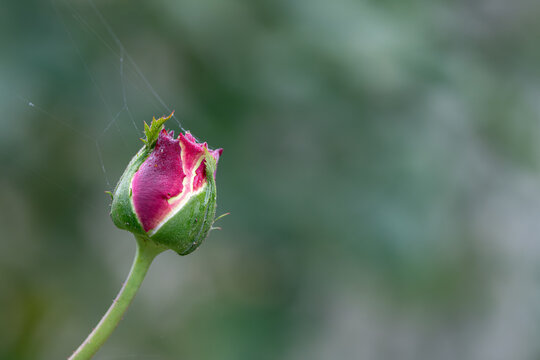 Pretty Kordes Eleganza Athene Rose bud unravelling at our garden in autumn
