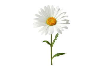 white daisy with a slender green stem positioned slightly off-center highlighting its natural elegance Isolated on white background