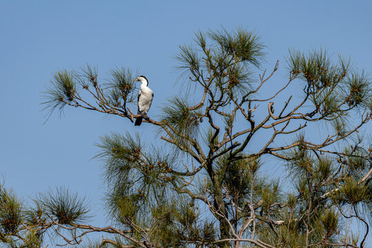 Adult Australian pied cormorant takes a break in between fishing runs and soaks the sun at the wetland
