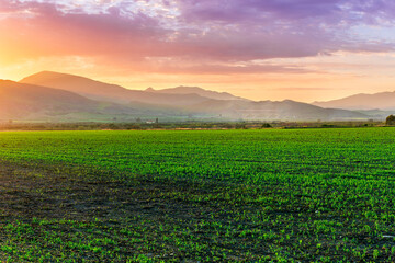 Obraz premium green rustic landscape of spring sunset in fresh spring field with rows of young growth on a meadow with beautiful mountains on background